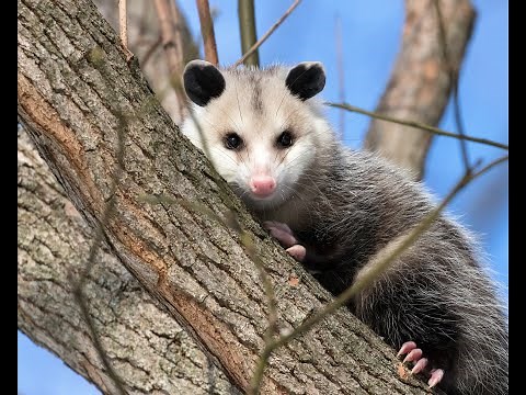 SC Wildlife - Opossums