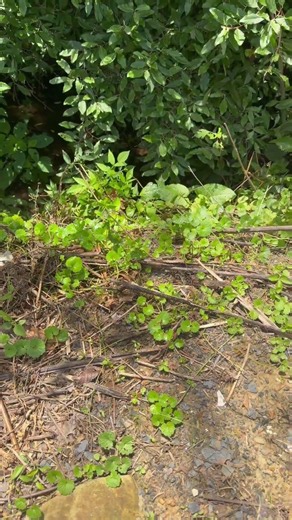 Best weed killer! Homemade! #diy #diynstitch #garden