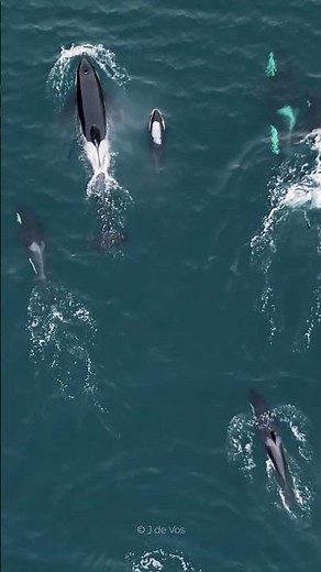 Orca Pod - Arctic Freediving Expedition