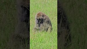 Incredible Baboons’ Omnivore Diets Explained In Action