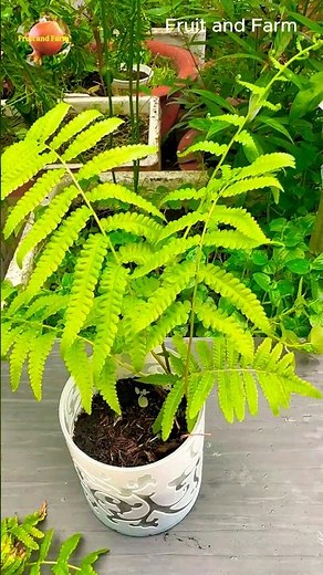 Pruning and Fertilizing Fern Plant for Healthy Growth