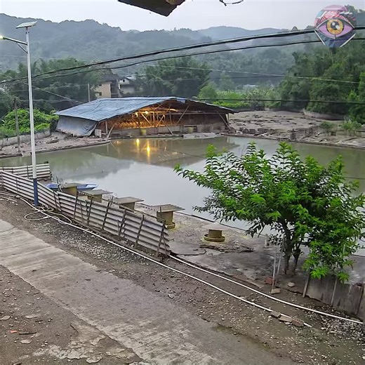 Ducks go for a massive lake splash | Bright Side