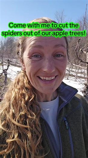 Clumps, spiders, a mess.... they all mean the same thing around here. But regardless of what you'd like to call them they can cause alot of problems. Getting good spray coverage is crucial to a good IPM (Integrated pest management) program! With small spaces that are hard to get to, you provide a good home for pests to live and avoid the measures taken to be rid of them. #anappleadaykeepsthedoctoraway #farmlife #farmmama #applesareyearround #applefarmingNY