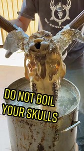🦌 boiling or overheating the skull causes damage 🥵 but if it's a low & slow heat ♨️ of 225 degrees it won't hurt the skull. This is to soften and loosen the remaining flesh 👌 🧼 I also add dawn dish soap to degrease the skull 👍 #taxidermyartist #elkskull #elkhorns #huntingseasonisuponus #simmerpotrecipe #fyp