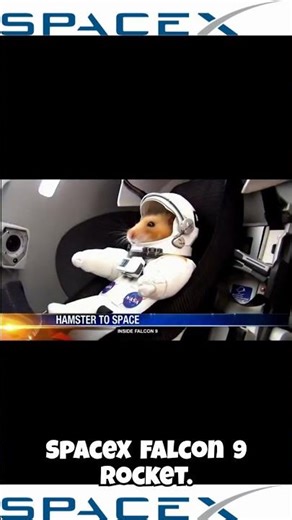 First HAMSTERS IN SPACE!!?