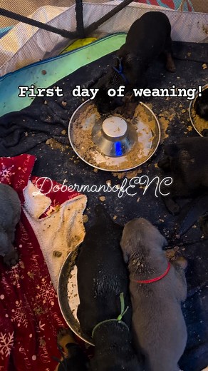 12 reactions | If you've never experienced the craziness of introducing solids to a litter it's an absolute mess! But they are doing so well! I'm so proud of these babies. They went straight for the food and devoured it! #4weekoldpuppies #earlyweaning #dobermansofenc #doberman #dobermanpuppy | Dobermans of Eastern NC | Facebook