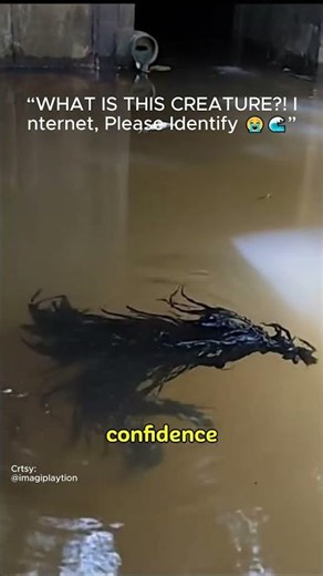 “Unidentified Creature Caught on Camera — What Is This Thing? 🌊😳”
