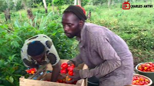 Tomato Farming Explained | Why it's Profitable to start a Tomato Farm in Ghana in 2023 Kindly click on the link below to be educated and inspired ☺️ https://youtu.be/_PwKvSOn7d4?si=Mbkon-h9khQGzBxI Don't forget to like,share and subscribe 😊 | Youth In Agriculture