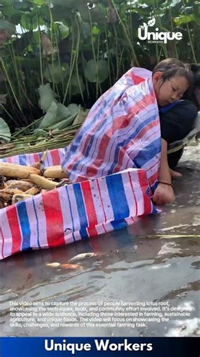 Farming for beginners: a simple guide to lotus root farming