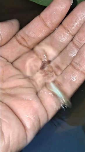 Amazing Imported Guppy Breed 🐟 | Colorful Guppy Fish