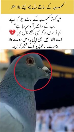 kaaba ka samny Kabootar#islamicvideo #trendingnow #topnews #topislamicvideos #duet