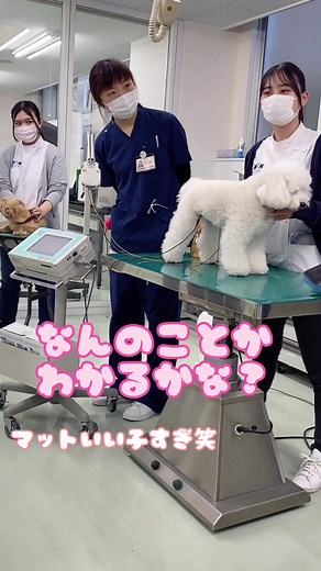 動物看護師体験〜心電図編〜みんなはこの語呂合わせ分かるかな？（絶対分からん笑）#動物#犬#動物看護師#心電図#国際ペットワールド専門学校