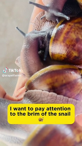 Secrets to Successful Snail Farming Revealed