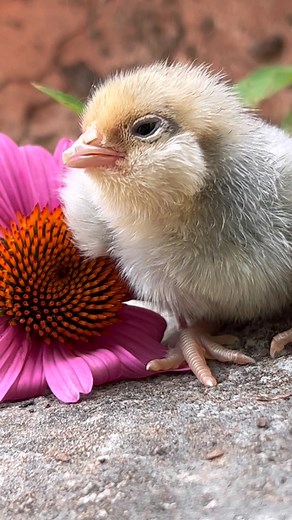 4.5K views · 37 reactions | #petchickens Sleepy time baby chickens are the cutest! Warm summer breeze & sleepy time begins! Do you think baby chickens dream? I think they do! #petsofinstagram #babychickens #chickensareawesome #raisingchickens #chooks #chooksofinstagram #poultryofinstagram #backyardpoultry #freerangechickens #dreams #sweetdreams #ilovemychickens #chickenmom #smallfarms #slowandsimpledays | Amy Mayfield | Facebook
