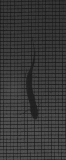 Lungfish walking sm01