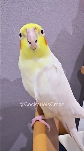 Check out my cute cockatiel's opera singing moments! ❤️🦜🎶#cockatielscraze