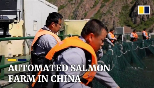 Automated salmon farm in China sorts fish by size and frees up hands