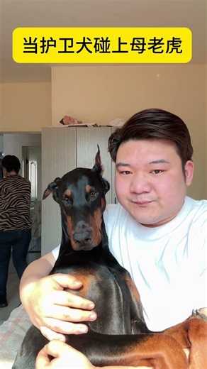 Two Charming Chairs: A Large Dog's Sweet Debut