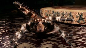 Watch my entire video on this species here: https://youtu.be/3Ql8MdWBq6M 💥SUBSCRIBE💥 to see more helpful videos about keeping 🕷tarantulas🕷: https://goo.gl/UAySKx If you'd like to support the channel: Patreon: https://www.patreon.com/The_Tarantula_Collective 🕷👀Visit My Website👀🕷: https://www.thetarantulacollective.com/ | The Tarantula Collective