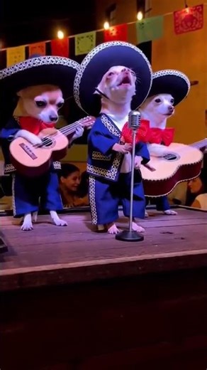 You won’t believe this funny dog can sing😱