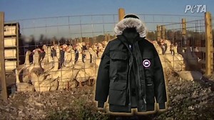 PETA TV Spot, 'Canada Goose Doesn't Want You to See This'