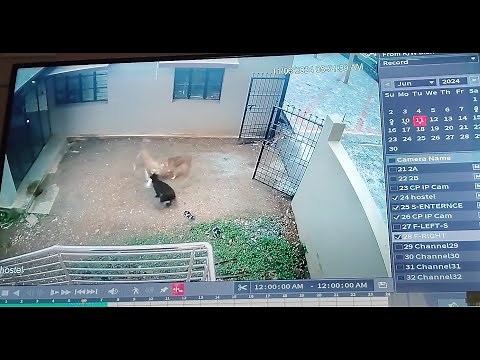 Dogs attack a cat