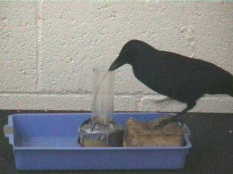 Tool use in the New Caledonian Crow
