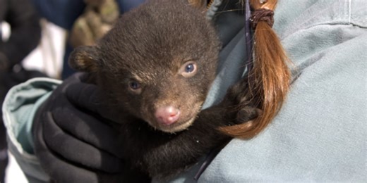 Black bears waking up across Michigan; DNR shares safety tips