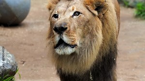 This epic close up video shows a male lion roaring into the camera.