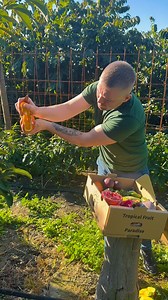 4.8K views · 165 reactions |  Mix cu fructe tropicale este DIN NOU...