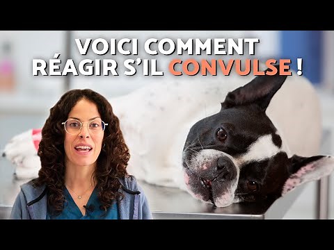 EPILEPTIC SEIZURE or CONVULSIONS IN DOGS 🐶 WHAT TO DO?