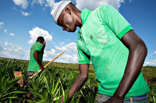 Agriculture, Food systems and Rural development