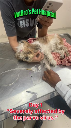 #pets #animalrescue #animals Recovered #shorts #youtubeshorts #viral #trending #dogviral #doglovers