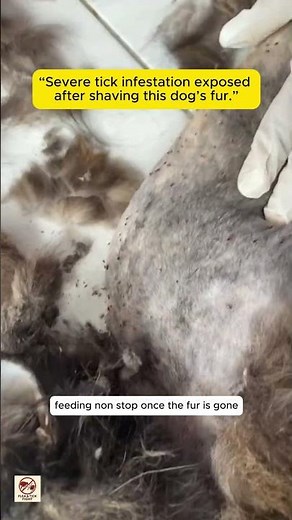 “Dog Shaved Due to Severe Tick Infestation | Ticks Crawling on Skin After Fur Removal”