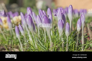 Time lapse of Crocus opening its blossom Stock Video Footage - Alamy