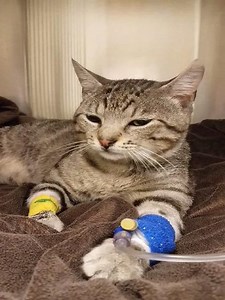 This handsome boy came in today because his mom was concerned about tremors that he had developed a few hours before bringing him in. As it turns out his mom applied a drop of flea and tick prevention to his neck earlier that morning. The flea and tick prevention was for dogs, and it contained an ingredient called permethrin which is toxic to cats. The chemical affects the cat's nervous system and can be deadly if not treated. His mom had no idea that this could happen and she let us share her s