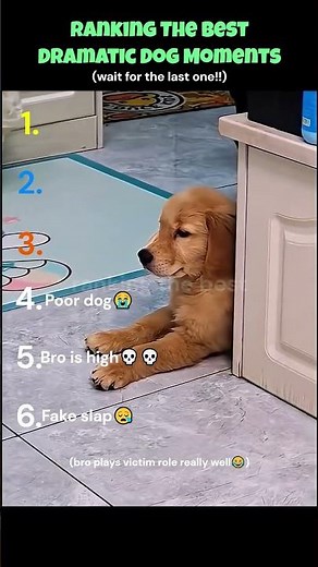 Ranking The Best Dramatic Dog Moments🐶🐶