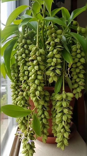 how to grow cardamom from seed at home #shorts #viral #youtubeshorts