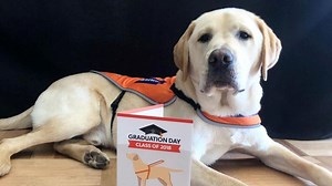 Litter of pups graduate to Guide Dogs in Victoria