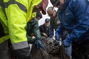 Off Edmonds pier, a new generation of salmon begins an old cycle | HeraldNet.com