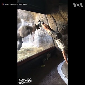 771K views · 3.3K reactions | A Gorilla in Florida has surprised...