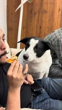 Bella ko pizza khana hai😂😂 #dogshorts #funnyanimals #dogs #indie #bhukkad