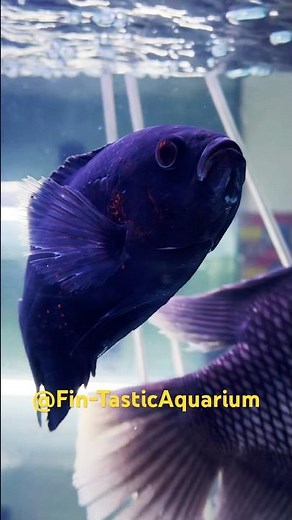 Giant Black Tiger Oscar Fish Up Close 😱 | Rare Aquarium Predator Species!