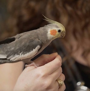 Ornithophobia, the fear of birds, is a real phobia and Dr. T hopes to help Lianne get over it. | National Geographic Animals