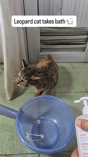 Cat farm on Instagram: "#catspa #catcare #catessential"