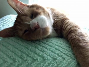 1.9K views · 929 reactions | I don’t think getting up is an option for him right now!!!! He’s quite cozy!♥️ | Mr. Magoo Who? "The Blind Kitty Who Stole My Heart" | Facebook