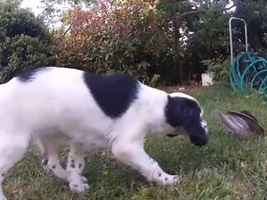 Apprentissage de la chasse à un Setter Anglais (vidéo)