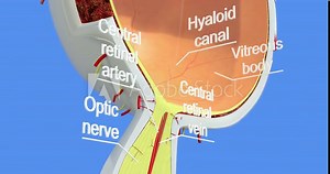 Anatomy of the human eye. Part 1. Accurate, highly detailed and realistic 3d animation showing main parts of the eye on blue background, cg, 4K
