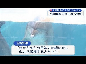 海洋博公園のアイドル ミナミバンドウイルカのオキちゃん死ぬ
