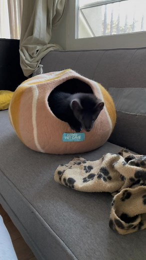 Winter is coming Buddy the #sable #winteriscoming